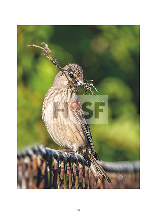 #097
