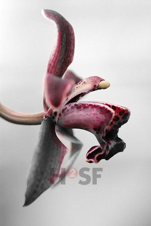 Leticia Vinhas_Orchid 02
