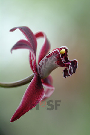 Leticia Vinhas_Orchid 01