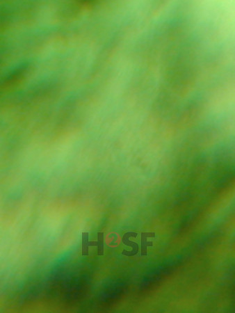100605SH048.JPG