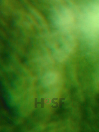 100605SH049.JPG
