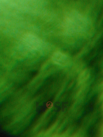 100605SH046.JPG