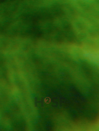 100605SH047.JPG
