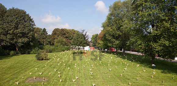 110830SH034H2SF.JPG