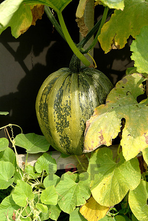100730SH085.JPG