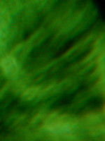 100605SH050