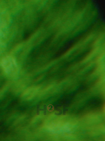 100605SH050