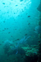 091215SH261.JPG