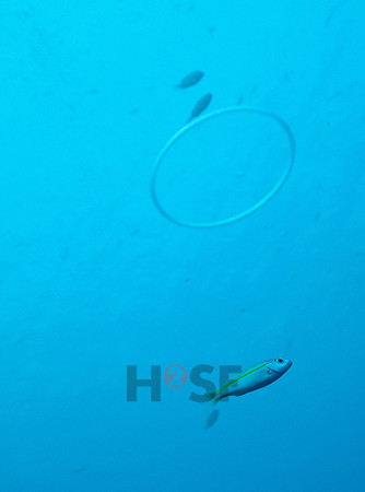 091215SH200.JPG