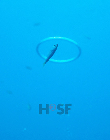 091215SH199.JPG