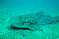 091215SH244.JPG