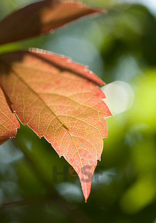 100801SH487.JPG