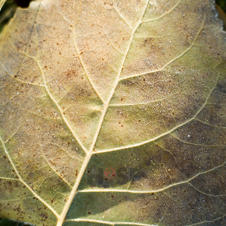 100801SH484.JPG