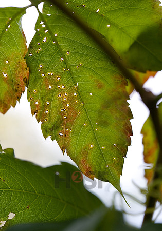 100801SH496.JPG