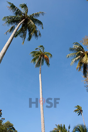 110202SH004