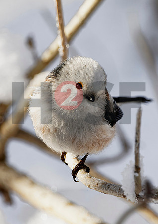Fjella Bird Photography by H2SF Edition