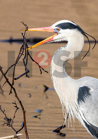 Fjella Bird Photography by H2SF Edition