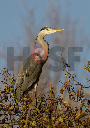 Fjella Bird Photography by H2SF Edition