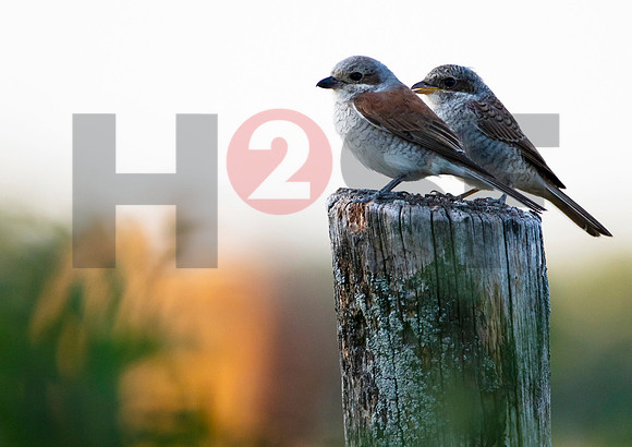 Fjella Bird Photography by H2SF Edition