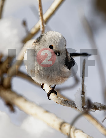 Fjella Bird Photography by H2SF Edition