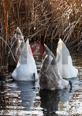 Fjella Bird Photography by H2SF Edition
