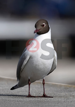 Fjella Bird Photography by H2SF Edition