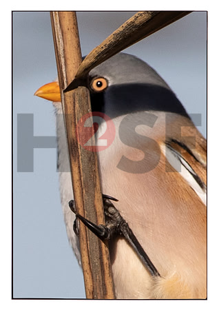 Fjella Bird Photography by H2SF Edition