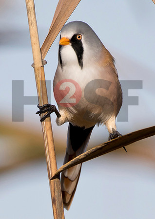 Fjella Bird Photography by H2SF Edition