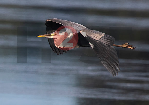 Fjella Bird Photography by H2SF Edition