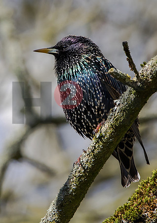 Fjella Bird Photography by H2SF Edition