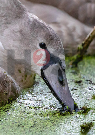 Fjella Bird Photography by H2SF Edition