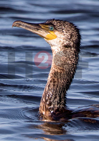 Fjella Bird Photography by H2SF Edition