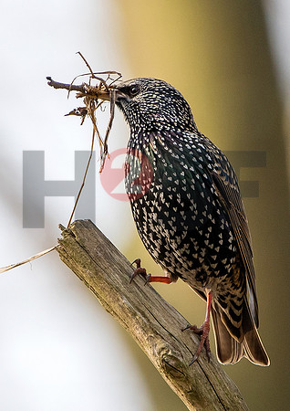 Fjella Bird Photography by H2SF Edition