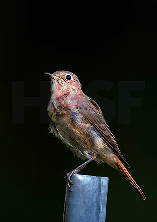 Fjella Bird Photography by H2SF Edition