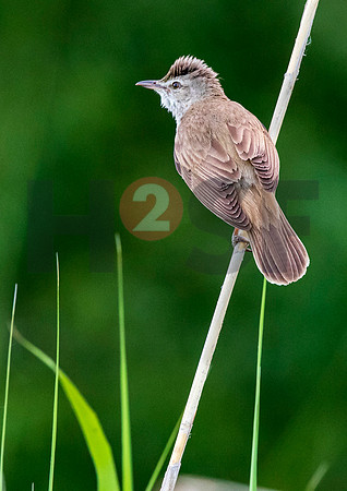 Fjella Bird Photography by H2SF Edition