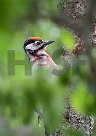 Fjella Bird Photography by H2SF Edition