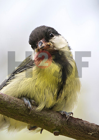 Fjella Bird Photography by H2SF Edition
