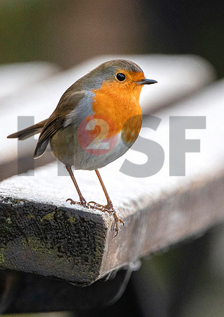 Fjella Bird Photography by H2SF Edition