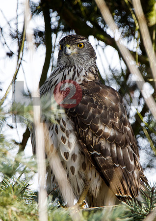 Fjella Bird Photography by H2SF Edition