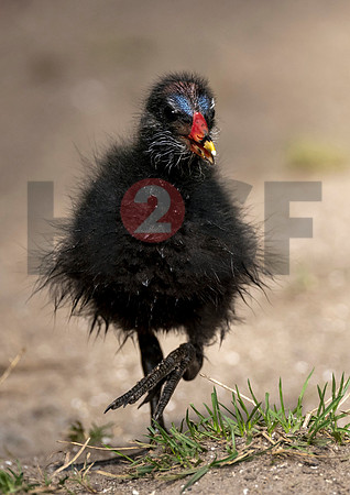 Fjella Bird Photography by H2SF Edition