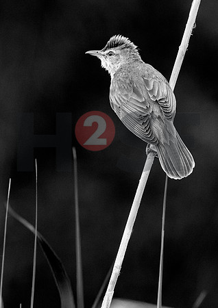 Fjella Bird Photography by H2SF Edition
