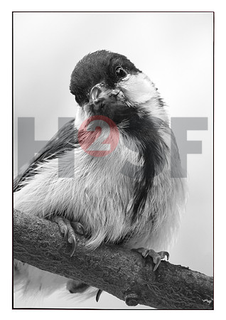 Fjella Bird Photography by H2SF Edition