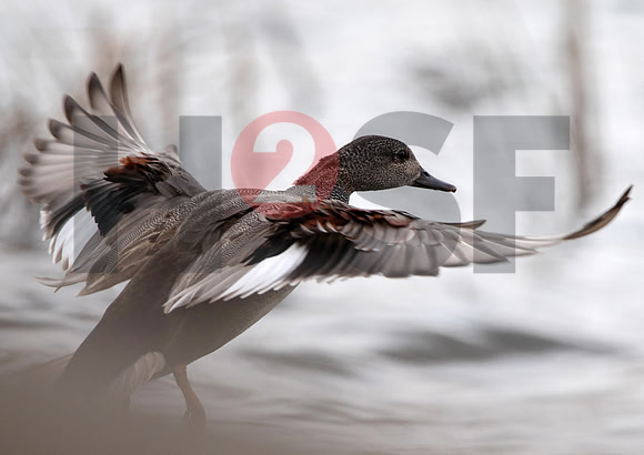 Fjella Bird Photography by H2SF Edition