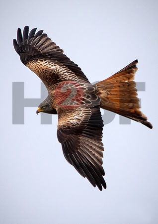Fjella Bird Photography by H2SF Edition
