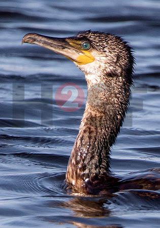 Fjella Bird Photography by H2SF Edition
