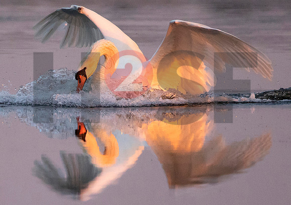 Fjella Bird Photography by H2SF Edition
