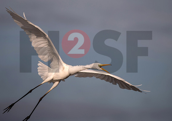 Fjella Bird Photography by H2SF Edition