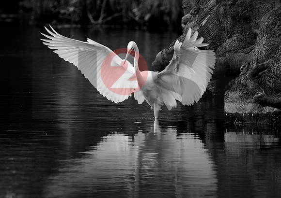 Fjella Bird Photography by H2SF Edition