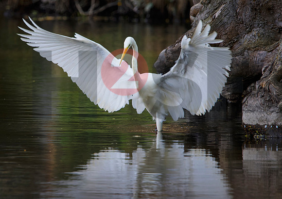 Fjella Bird Photography by H2SF Edition
