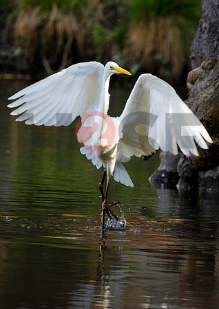 Fjella Bird Photography by H2SF Edition